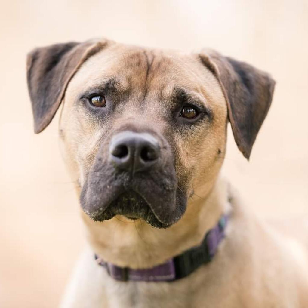 Whiskey, a Adoptable mixed breed in Easton, PA image 6/6