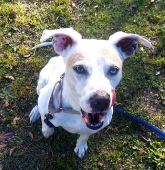 Enlarge STAR, a ADOPTABLE Mixed Breed in Fernandina Beach, FL image 2/2