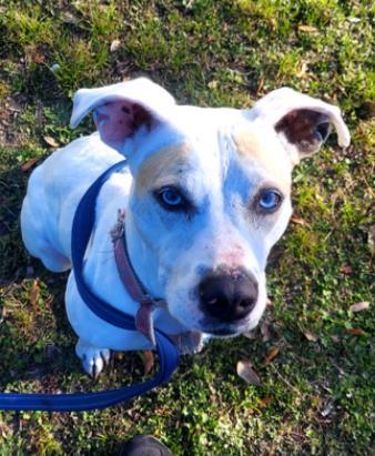 Enlarge STAR, a ADOPTABLE Mixed Breed in Fernandina Beach, FL image 1/2