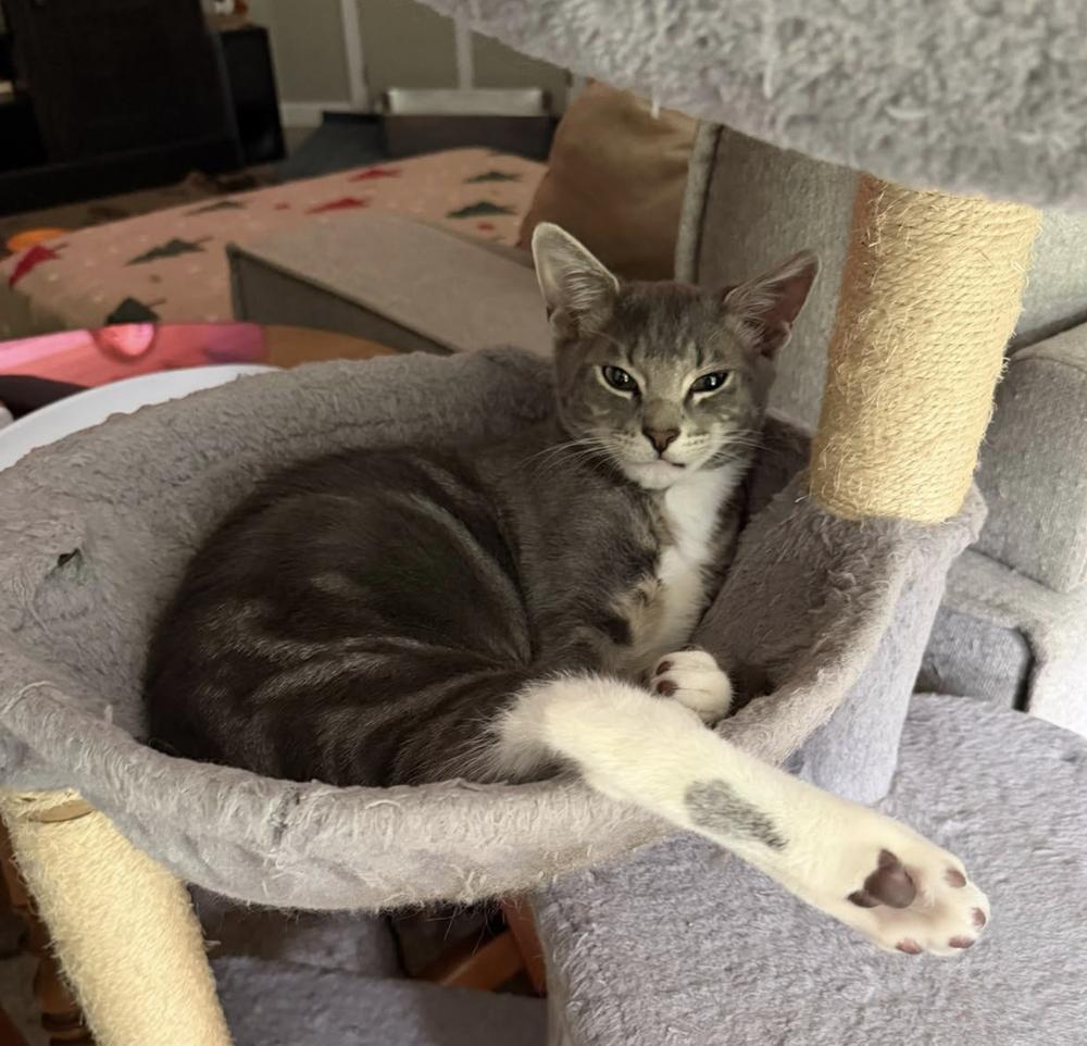 Enlarge Rumours: The Chain, a Adoptable mixed breed in Warren, CT image 1/6