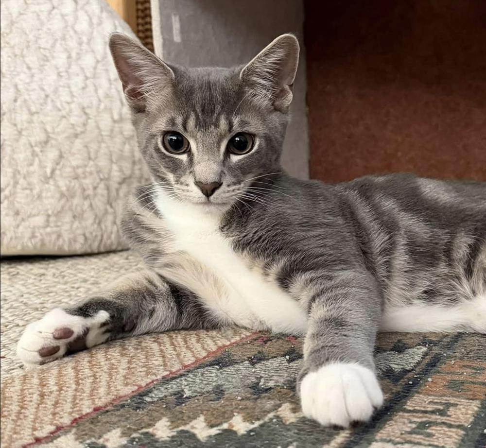 Enlarge Rumours: The Chain, a Adoptable mixed breed in Warren, CT image 6/6