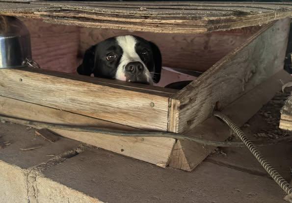 Cookie, Adoptable, Adult Female Bulldog & Pit Bull Terrier.