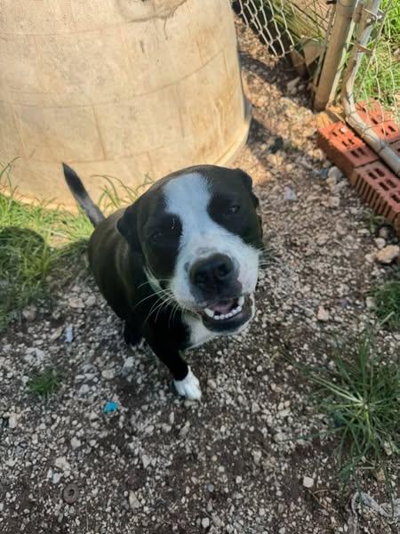 Cookie, a Adoptable mixed breed in Cleveland, OK image 2/3