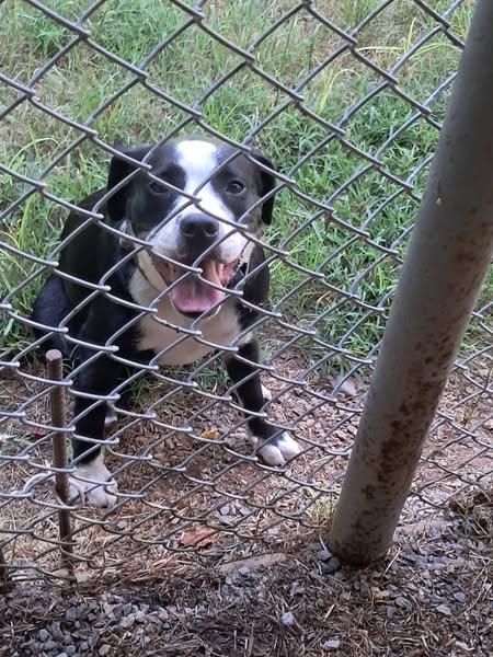Cookie, a Adoptable mixed breed in Cleveland, OK image 3/3