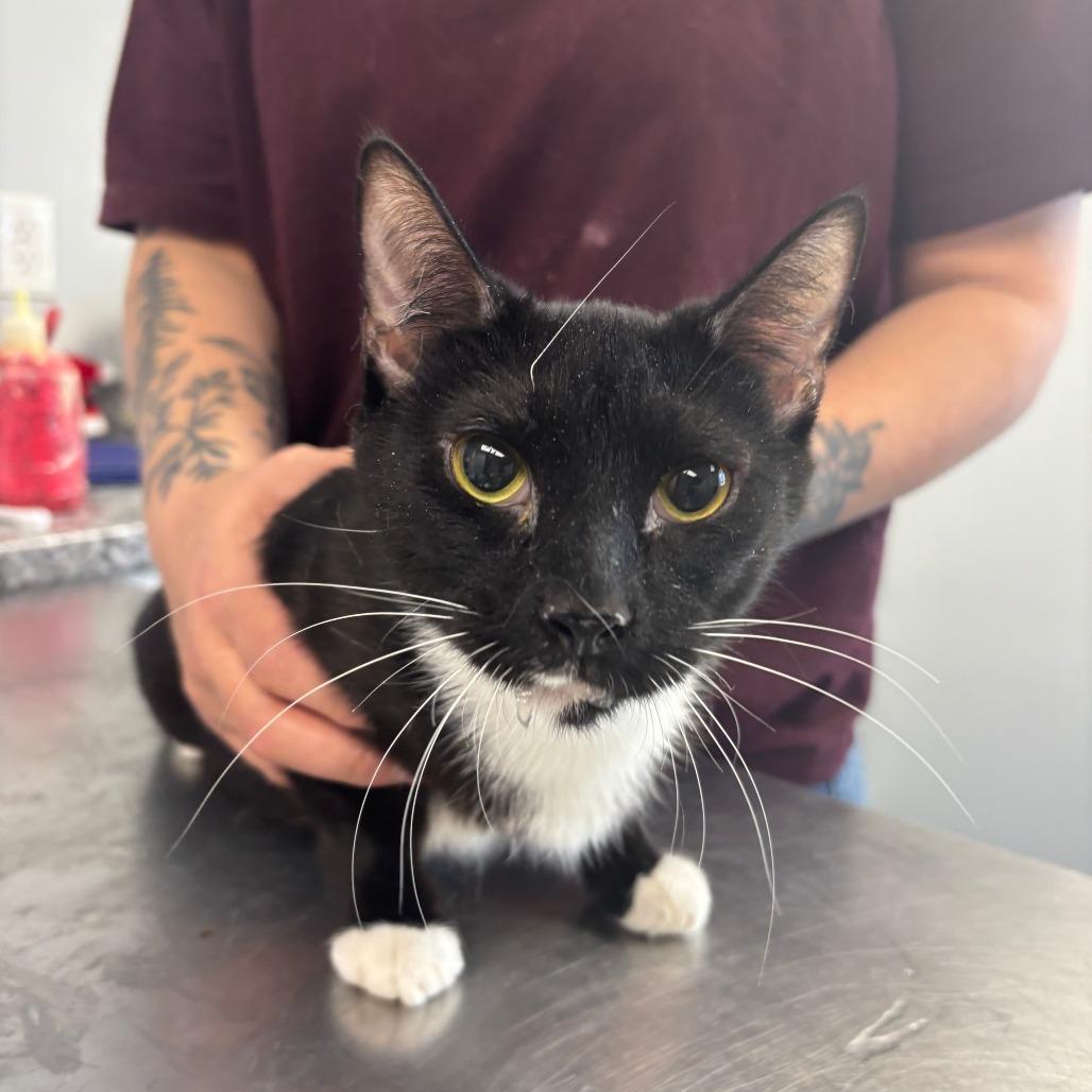 Enlarge Stick, a Adoptable Domestic Short Hair in Watertown, NY image 1/1