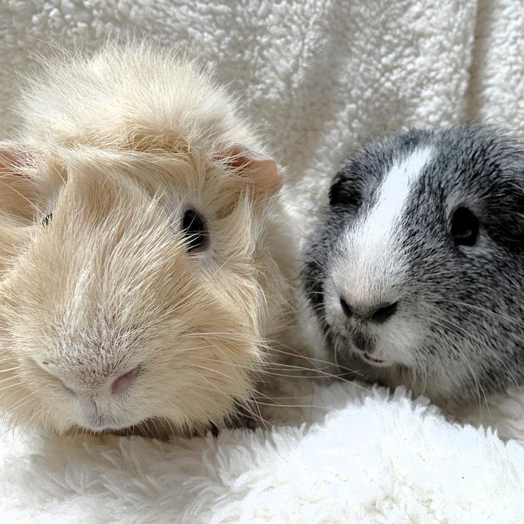 Enlarge Turtle, a Adoptable Guinea Pig in Michigan City, IN image 1/6