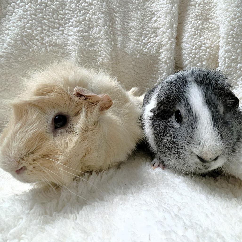 Enlarge Turtle, a Adoptable Guinea Pig in Michigan City, IN image 2/6