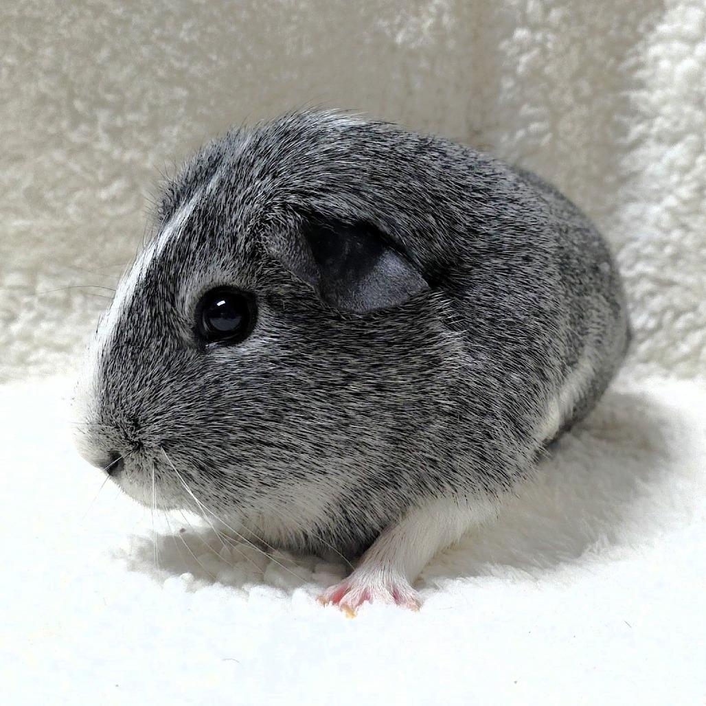 Enlarge Turtle, a Adoptable Guinea Pig in Michigan City, IN image 3/6