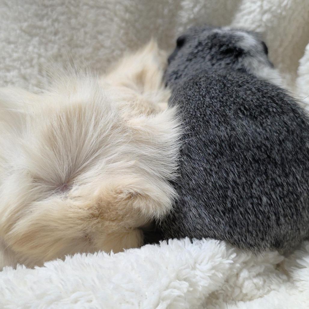 Enlarge Turtle, a Adoptable Guinea Pig in Michigan City, IN image 4/6