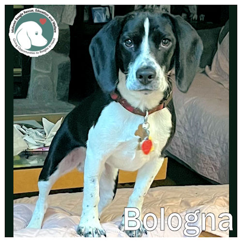 Enlarge Bologna, a Adopted Beagle image 1/6
