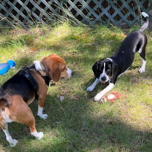 Enlarge Bologna, a Adopted Beagle image 4/6