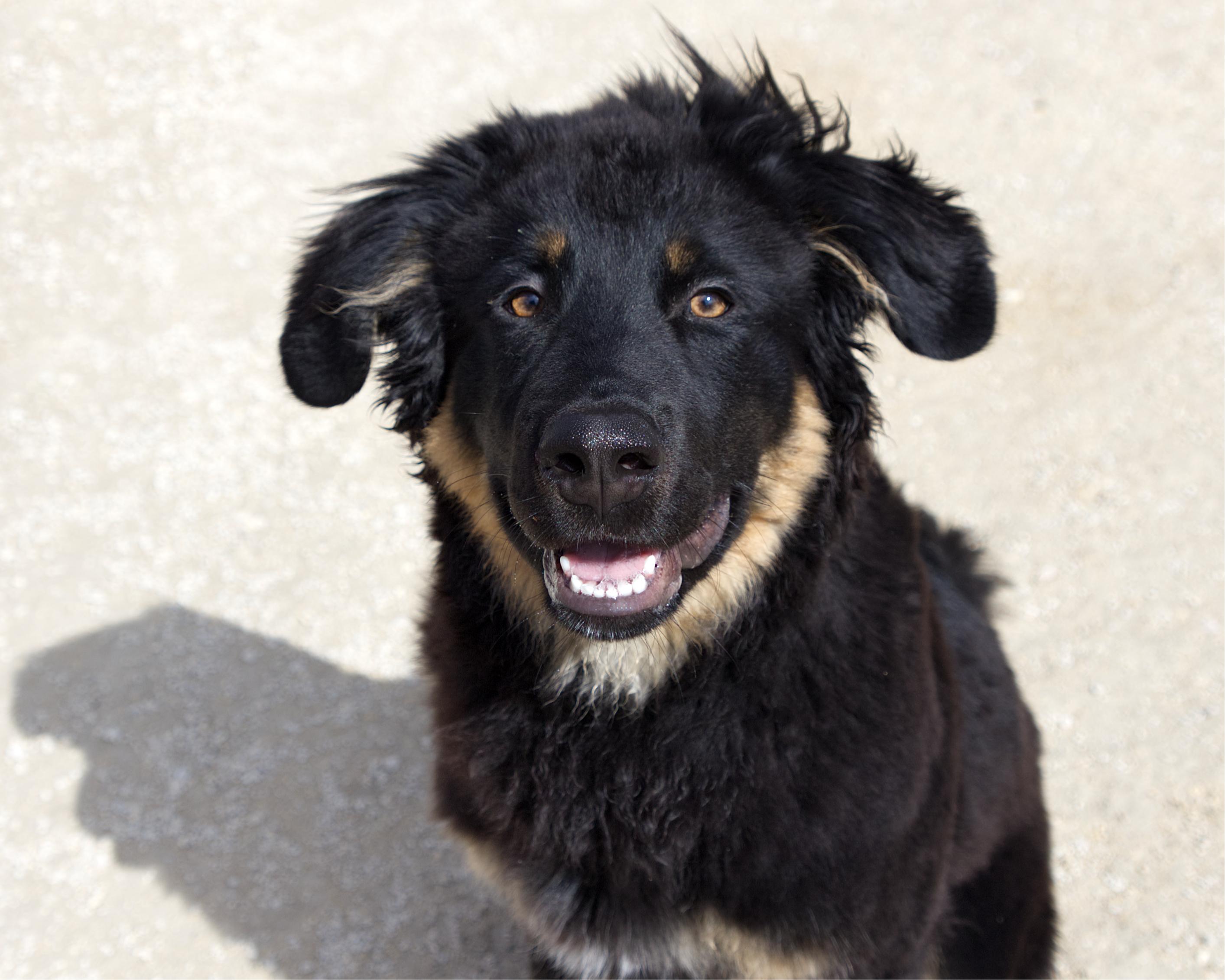 Ian, adoptable, Young Male Shepherd.