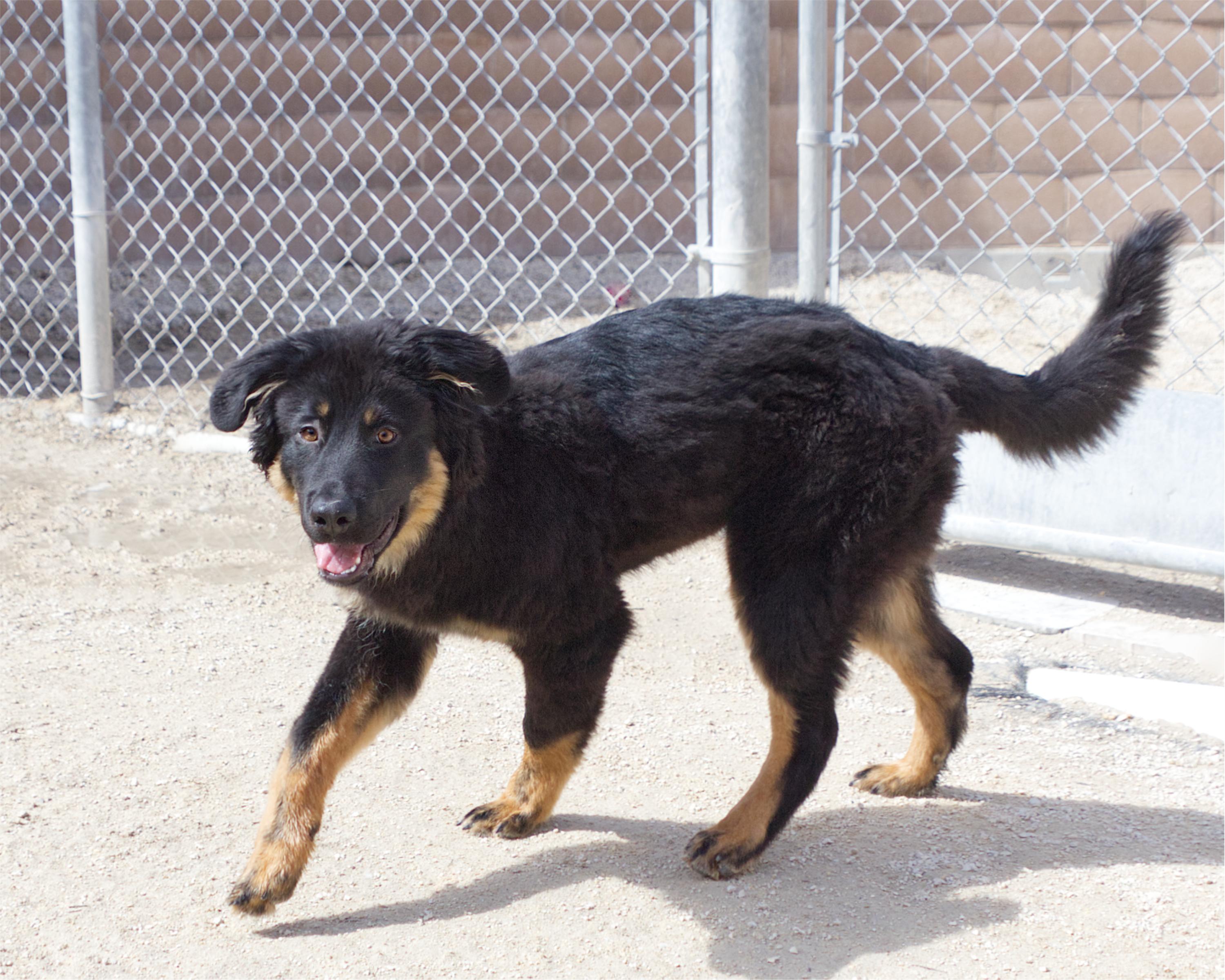 Enlarge Ian, an adoptable mixed breed in Winnipeg, MB image 2/3