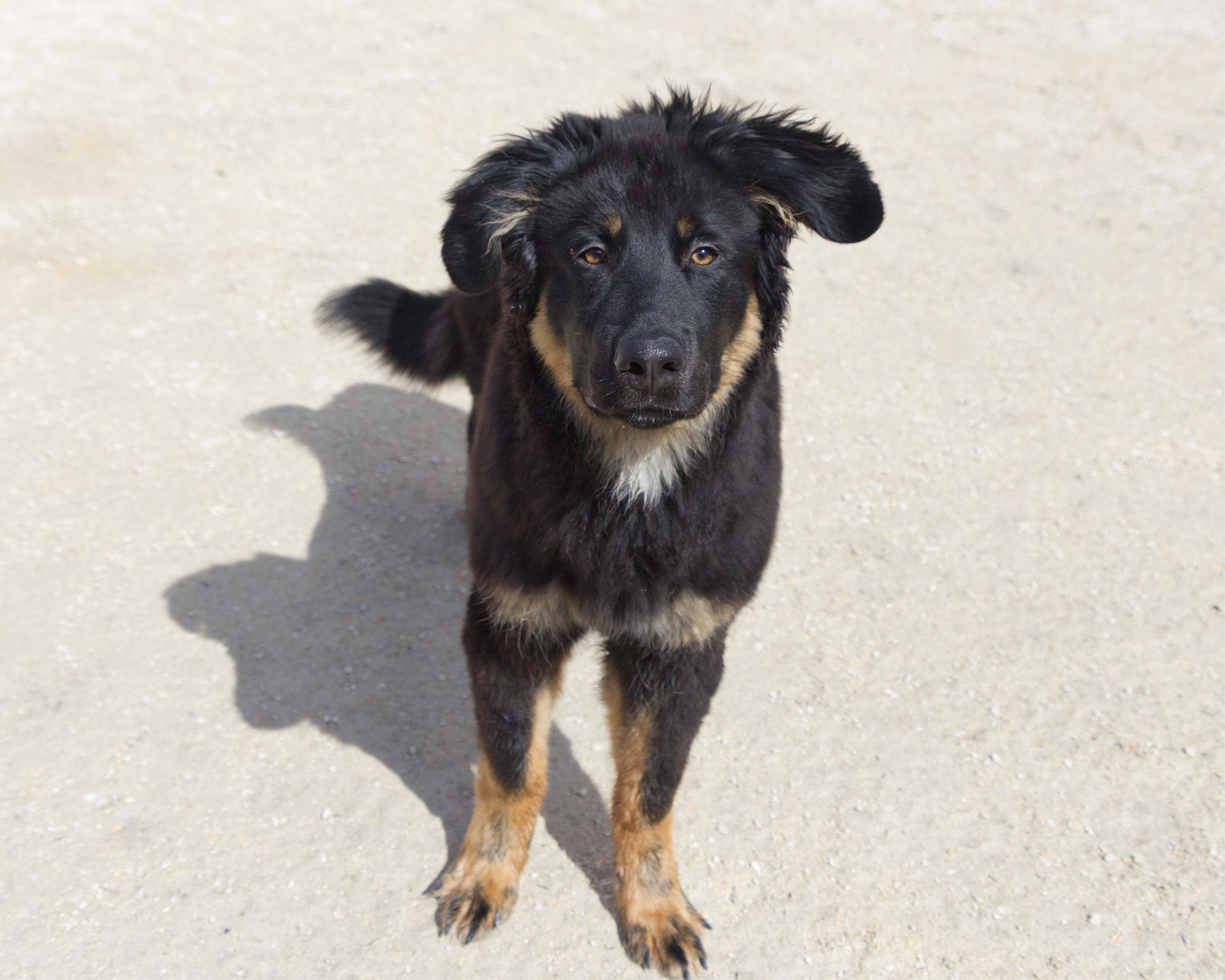Enlarge Ian, an adoptable mixed breed in Winnipeg, MB image 3/3