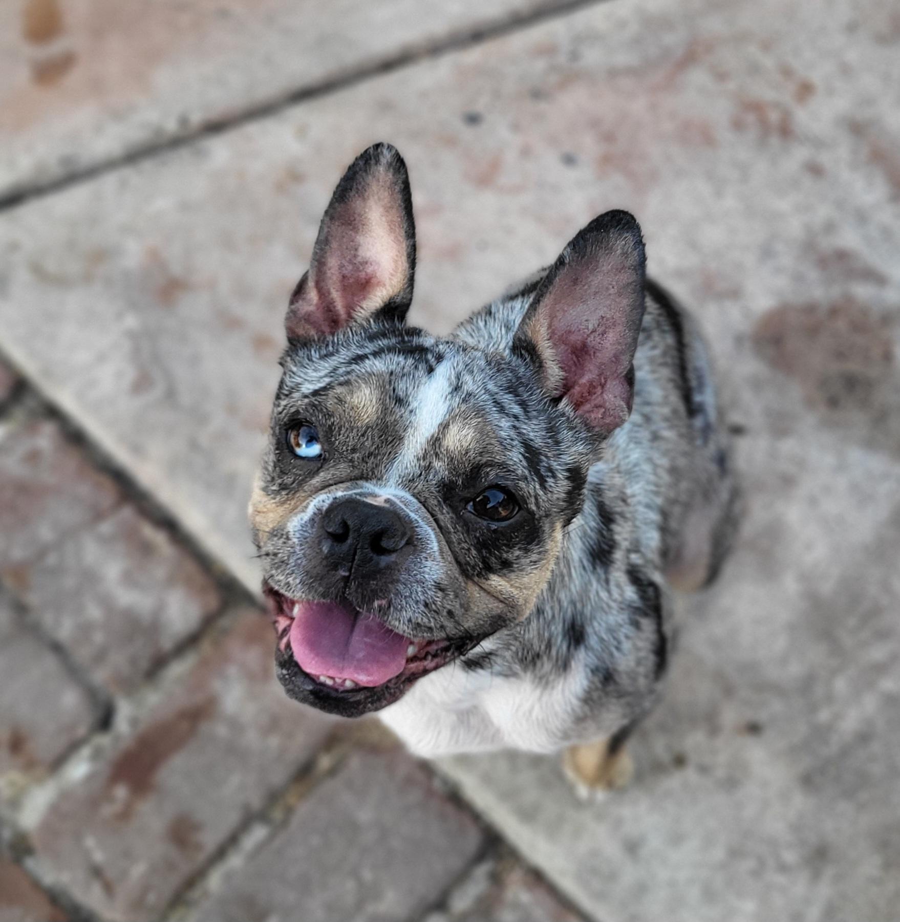 Chanel , an adopted mixed breed in modesto, CA image 3/3