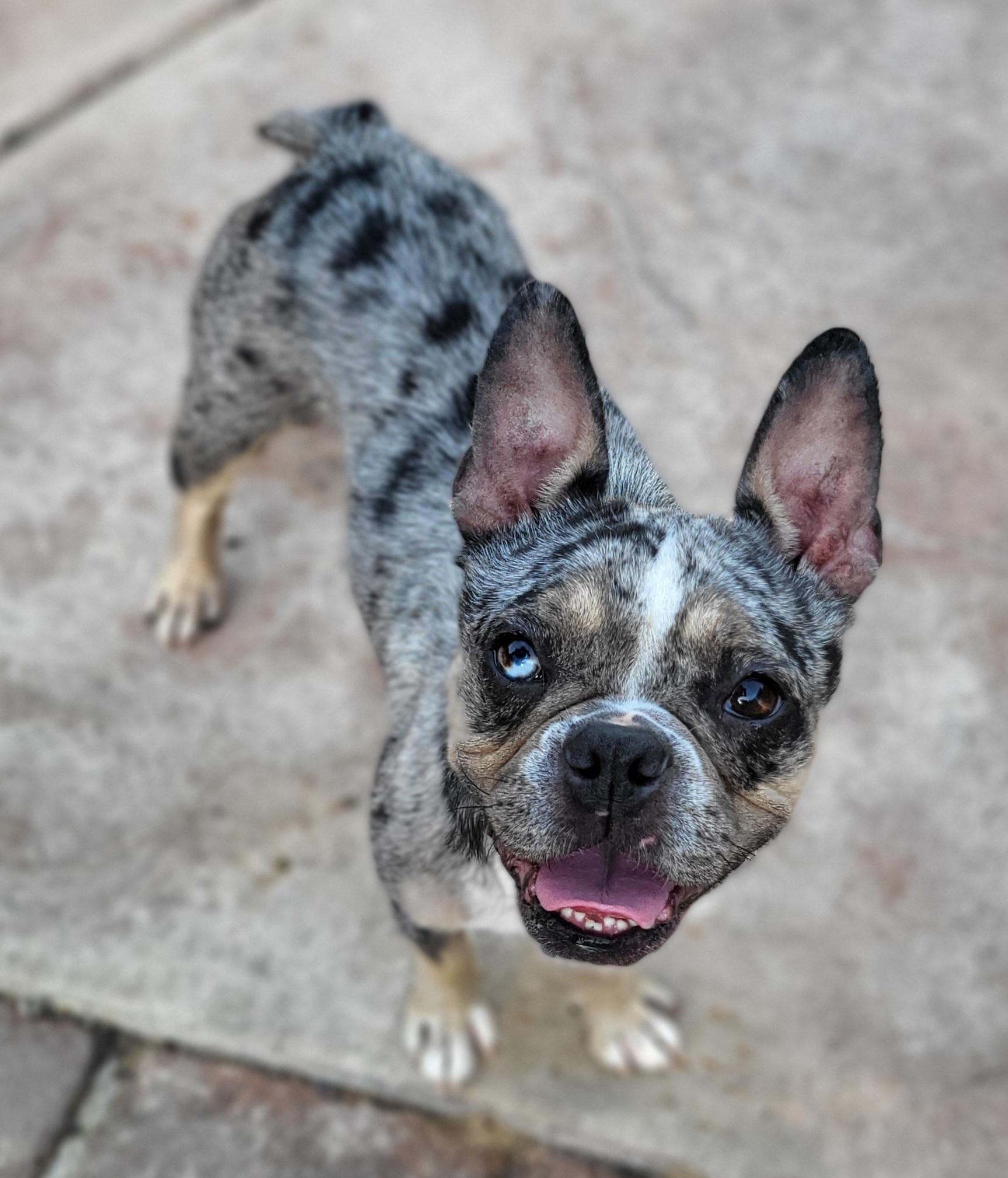 Chanel , an adopted mixed breed in modesto, CA image 2/3