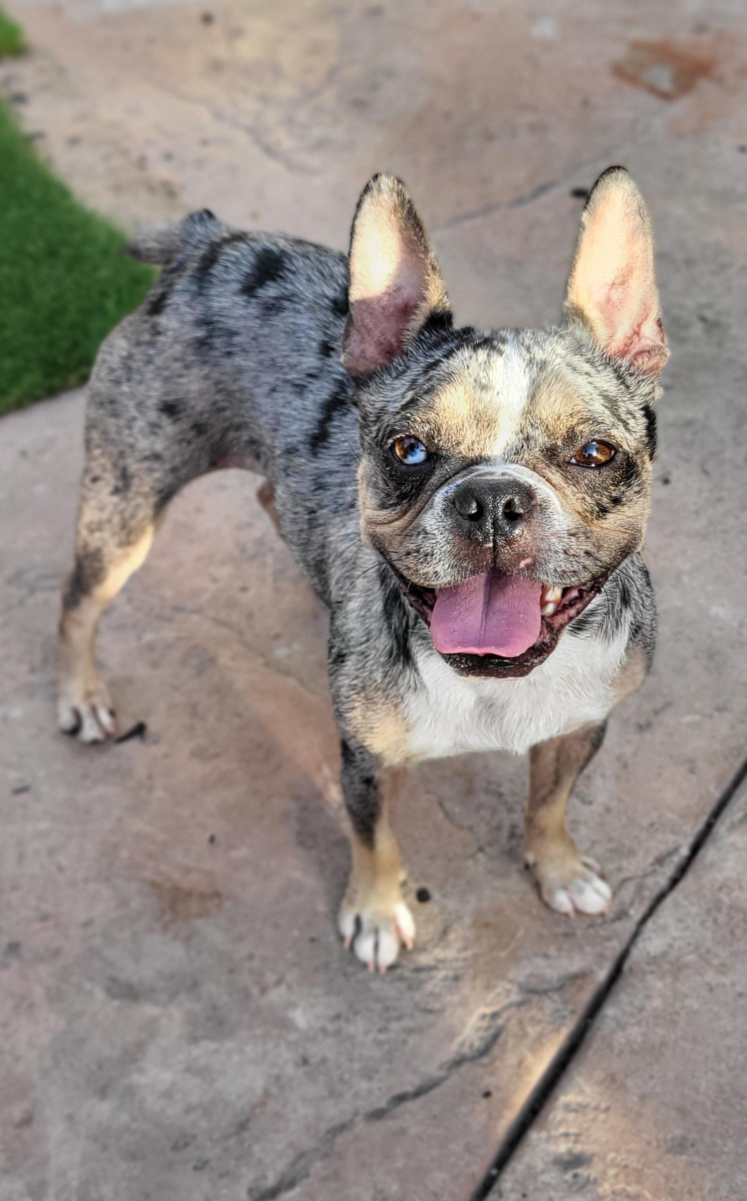 Chanel , adopted, Adult Female French Bulldog.