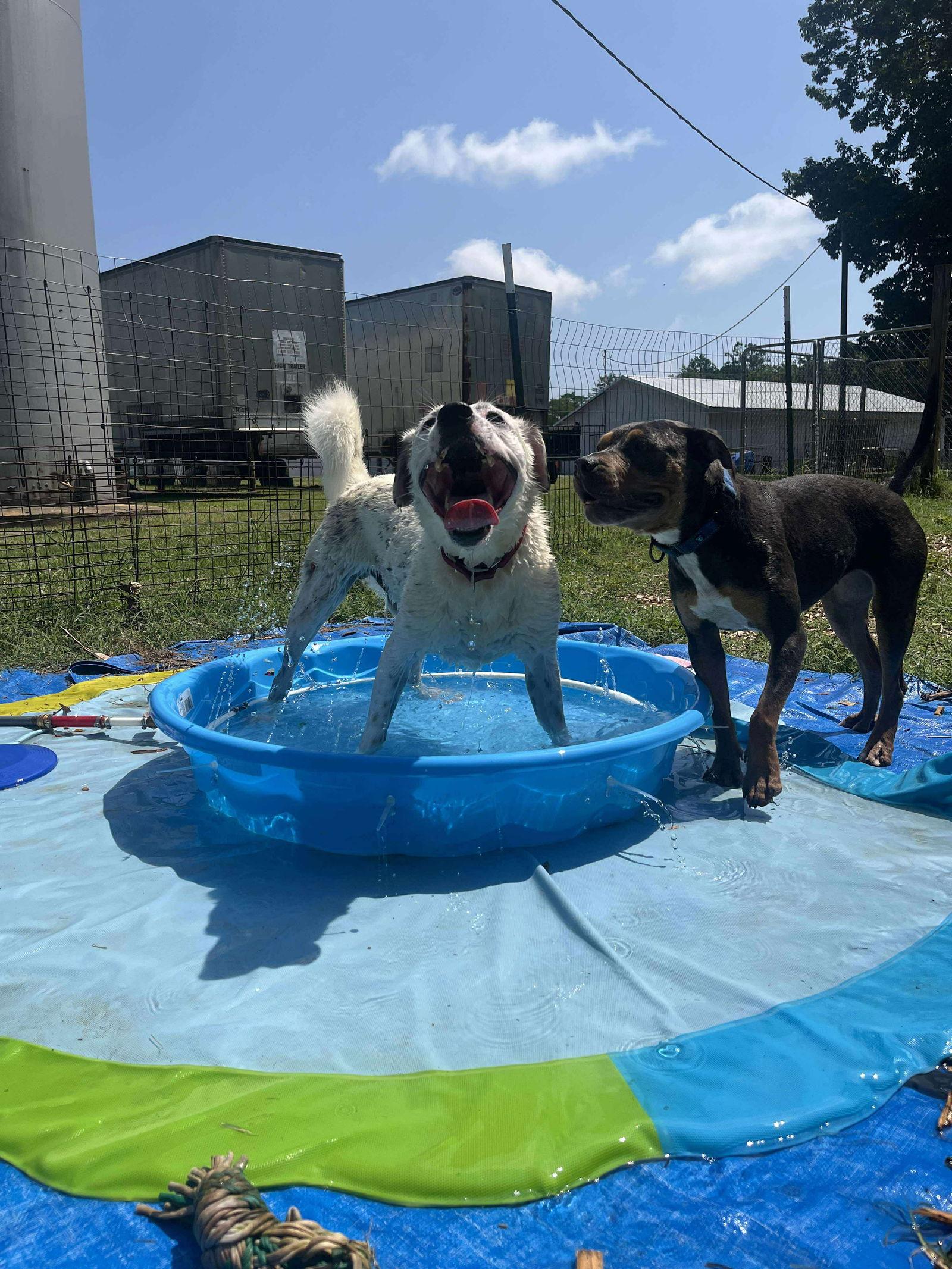 Tommy: Not At Shelter (Heather), a Adoptable mixed breed in Rustburg, VA image 1/3