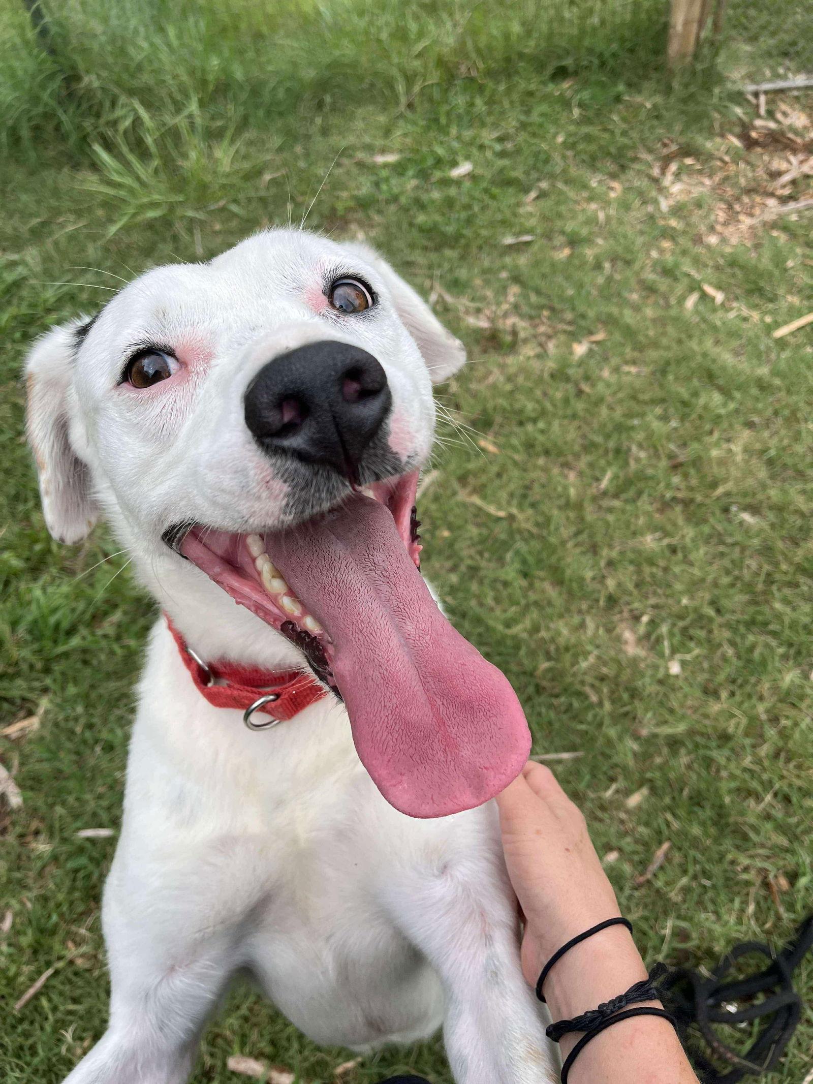 Tommy: Not At Shelter (Heather), a Adoptable mixed breed in Rustburg, VA image 2/3