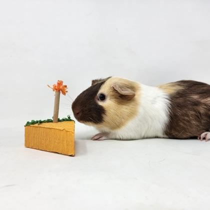 Murray, Adoptable, Baby Male Guinea Pig.