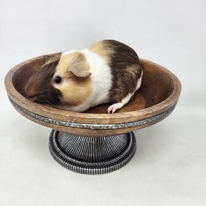 Murray, a Adoptable Guinea Pig in Largo, FL image 2/3