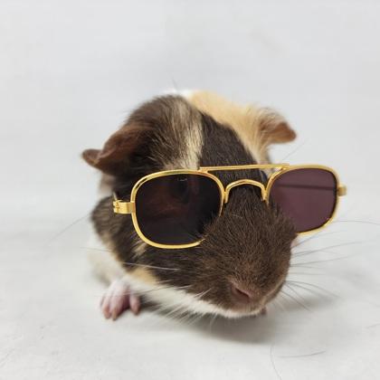 Murray, a Adoptable Guinea Pig in Largo, FL image 3/3
