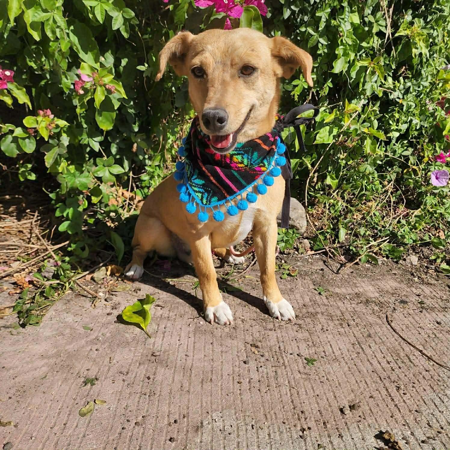 Enlarge Rex, a ADOPTABLE mixed breed in St. Catharines, ON image 1/4