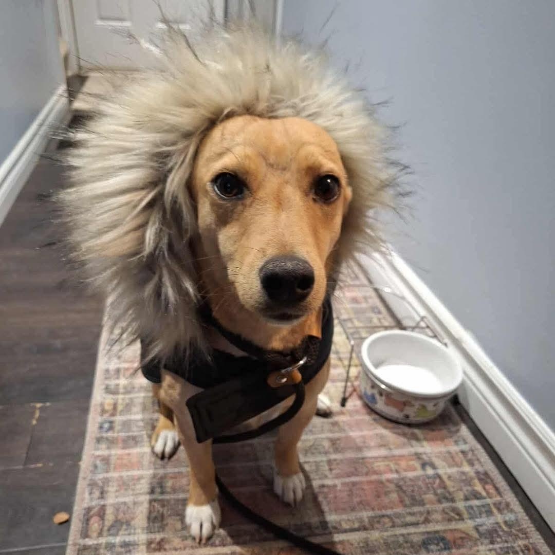 Enlarge Rex, a ADOPTABLE mixed breed in St. Catharines, ON image 3/4