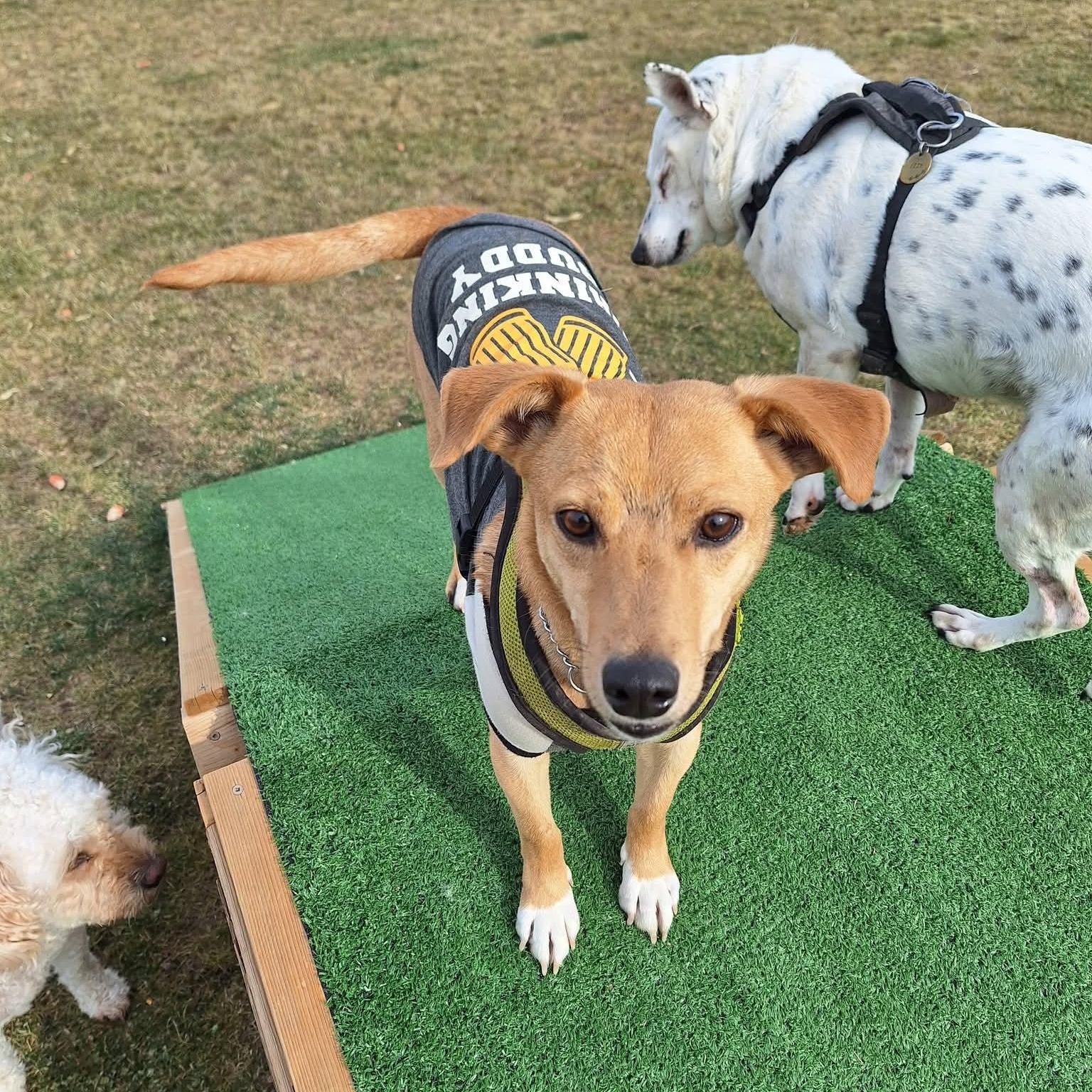 Enlarge Rex, a ADOPTABLE mixed breed in St. Catharines, ON image 2/4