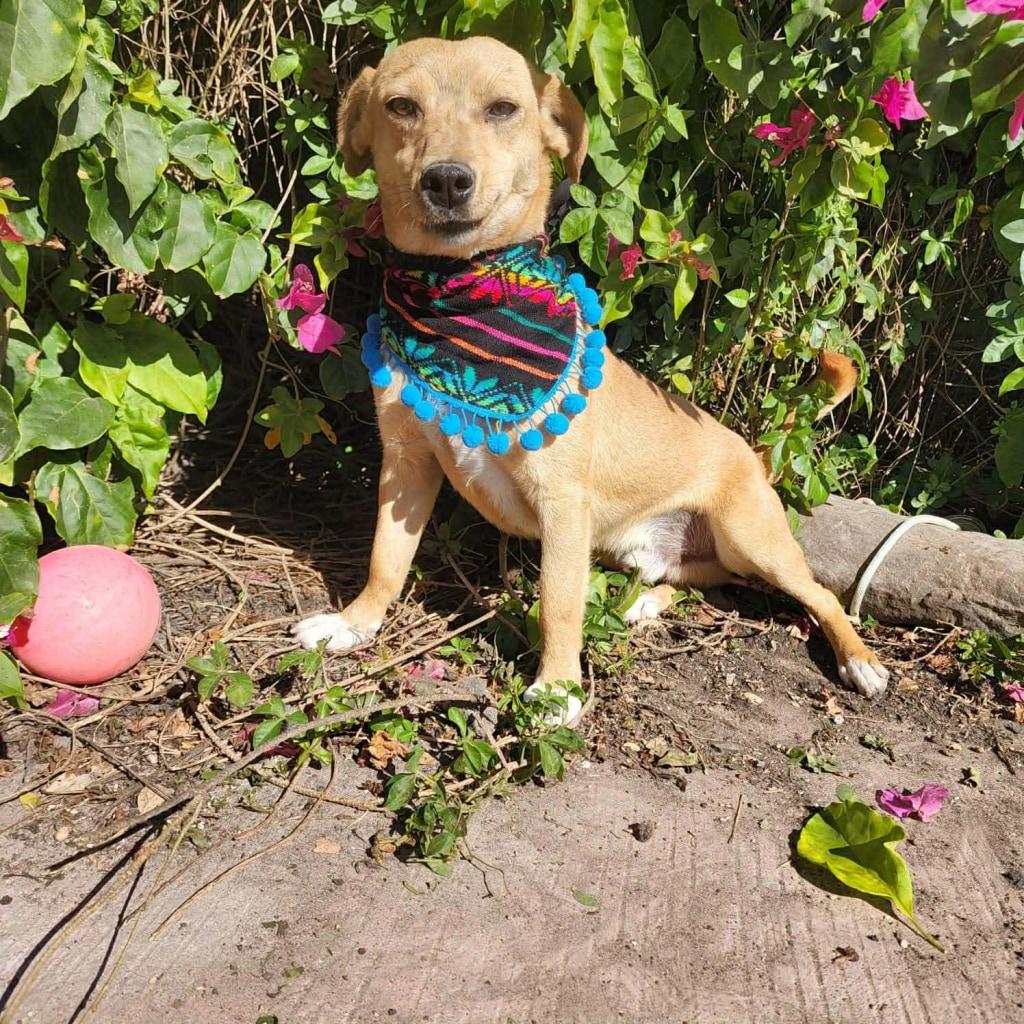 Enlarge Rex, a ADOPTABLE mixed breed in St. Catharines, ON image 4/4