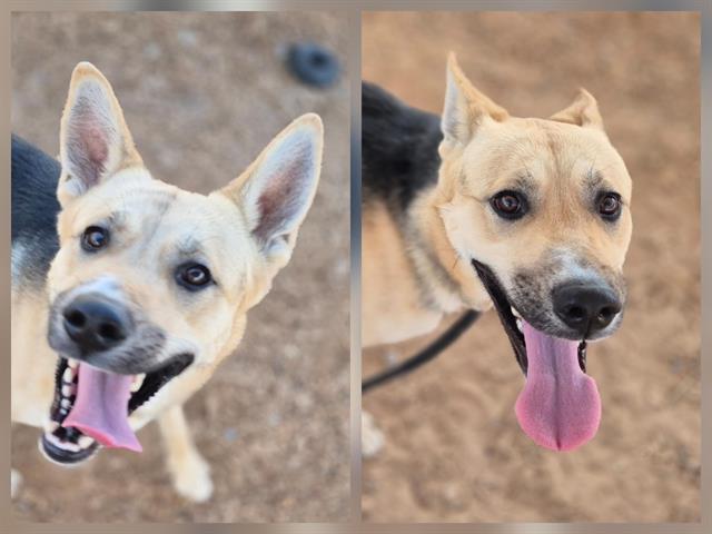 Enlarge OSO, a Adoptable mixed breed in Albuquerque, NM image 1/1