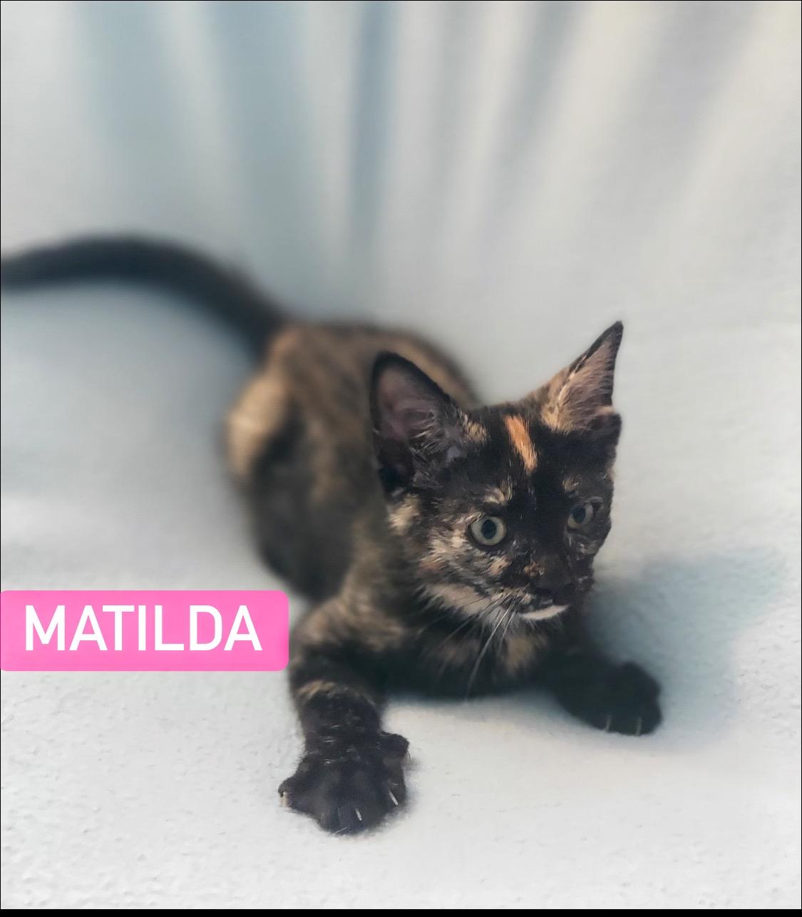 Matilda