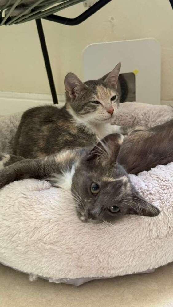 Sage, Adoptable, Kitten Female Domestic Short Hair.