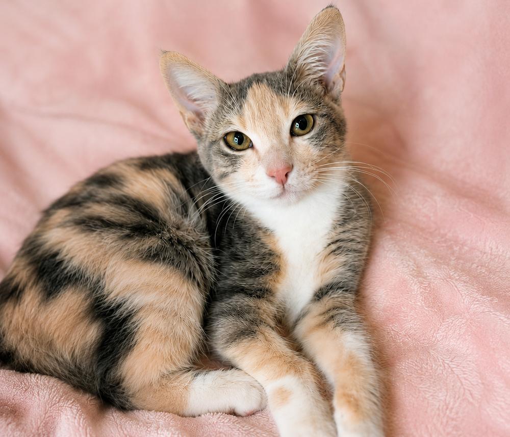 Sage, a Adoptable Domestic Short Hair in Hudson, NH image 2/6