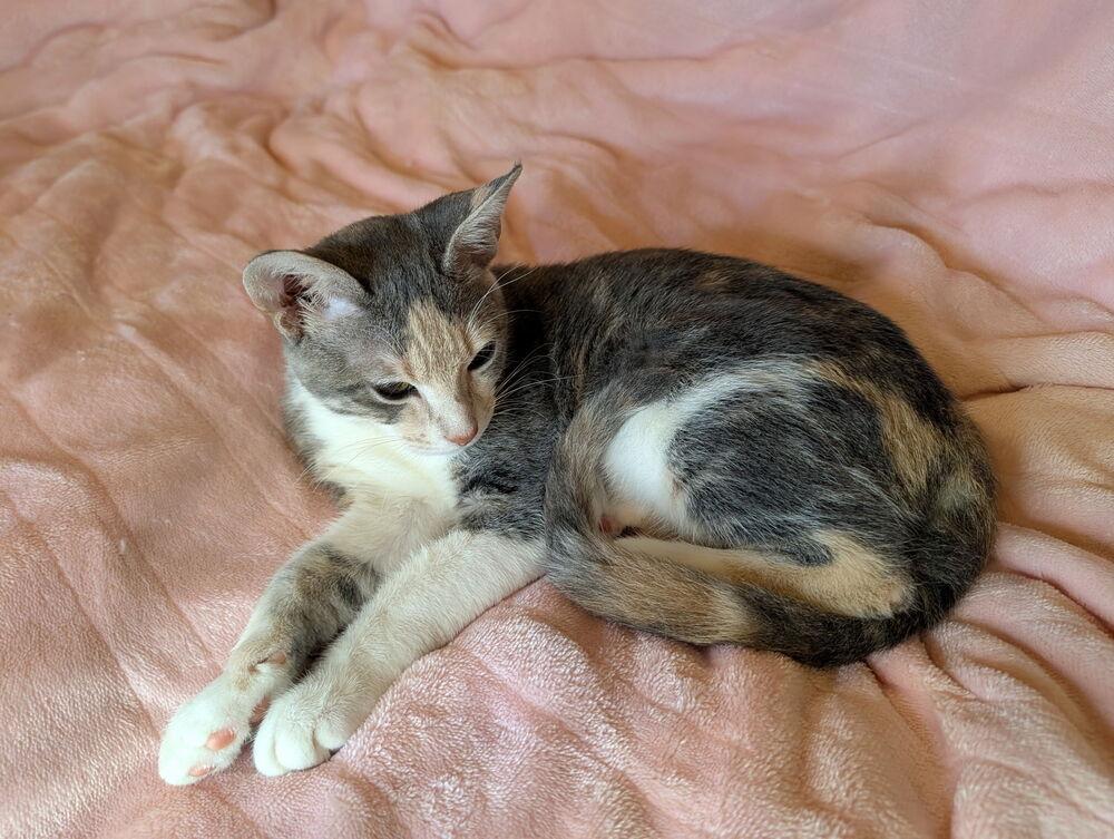Sage, a Adoptable Domestic Short Hair in Hudson, NH image 3/6