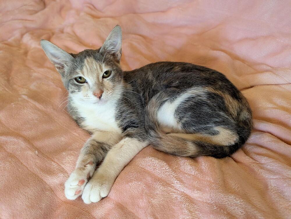 Sage, a Adoptable Domestic Short Hair in Hudson, NH image 4/6
