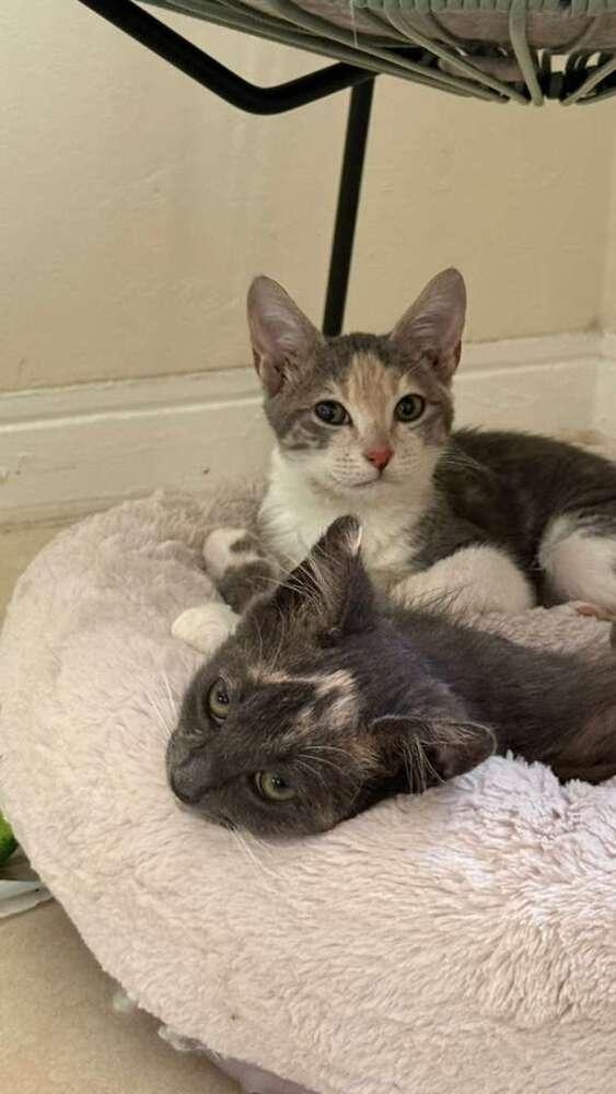 Sage, a Adoptable Domestic Short Hair in Hudson, NH image 6/6