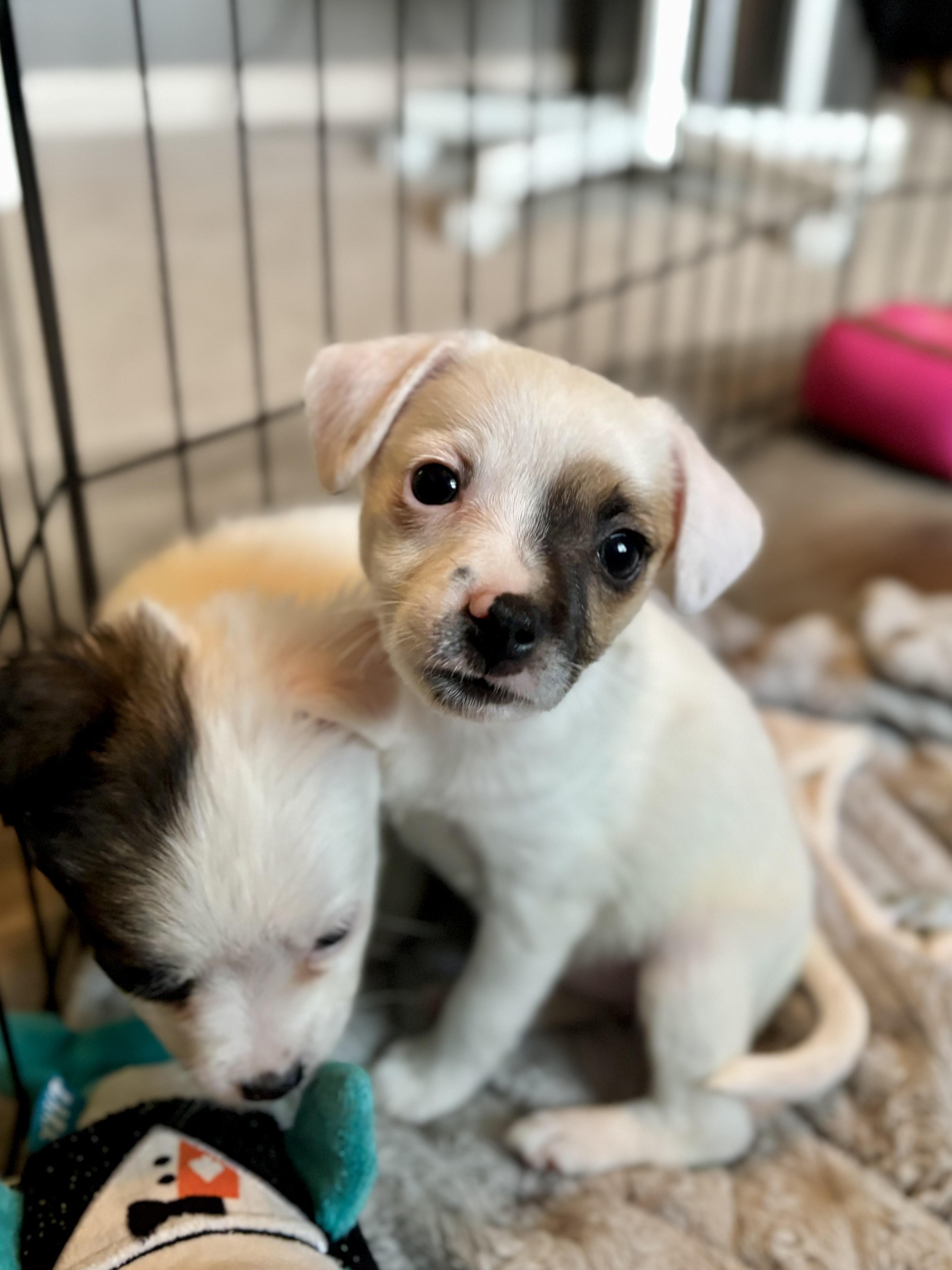 Enlarge Kirsi, an adoptable mixed breed in Minneapolis, MN image 4/6