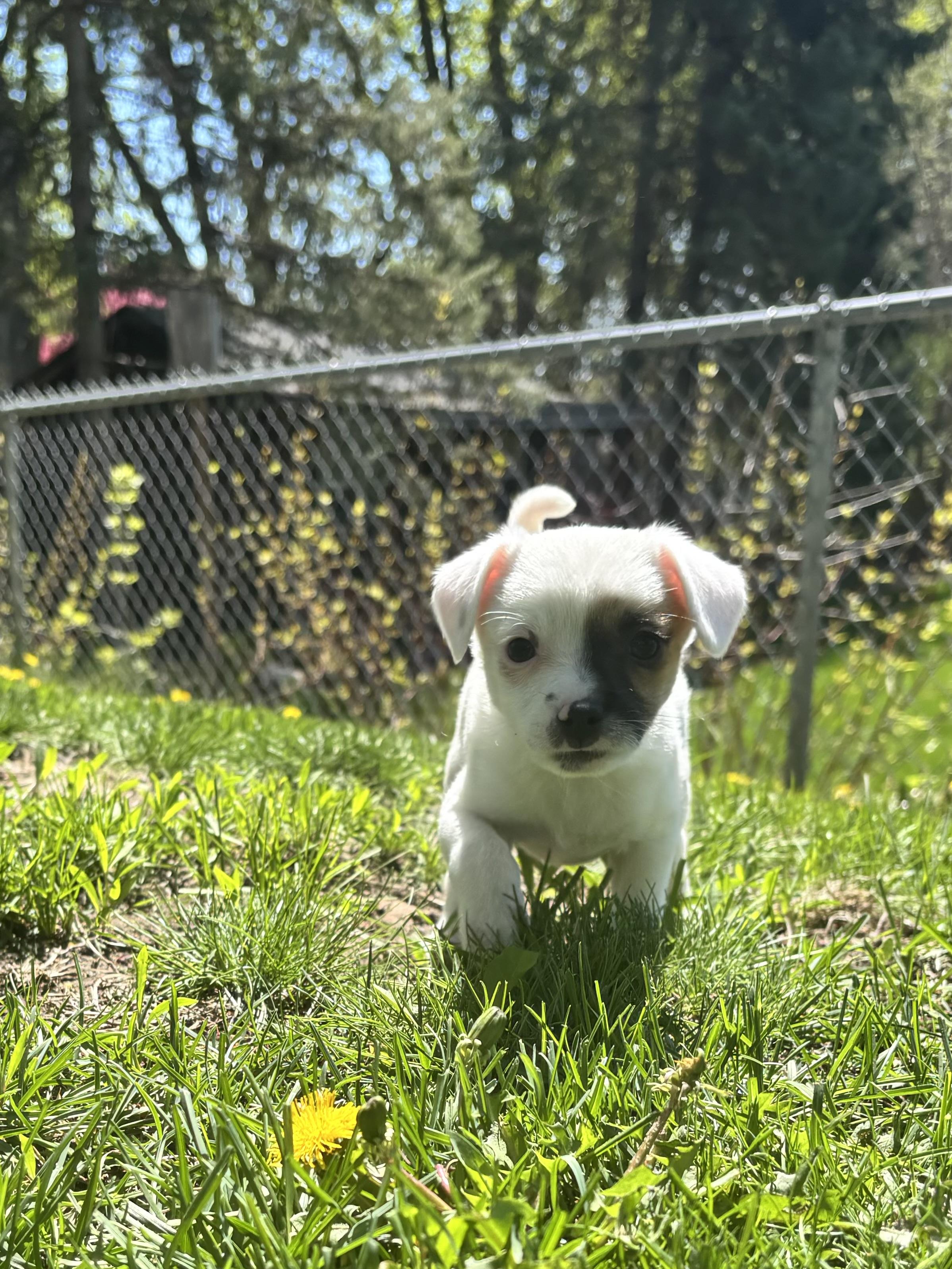 Enlarge Kirsi, an adoptable mixed breed in Minneapolis, MN image 3/6