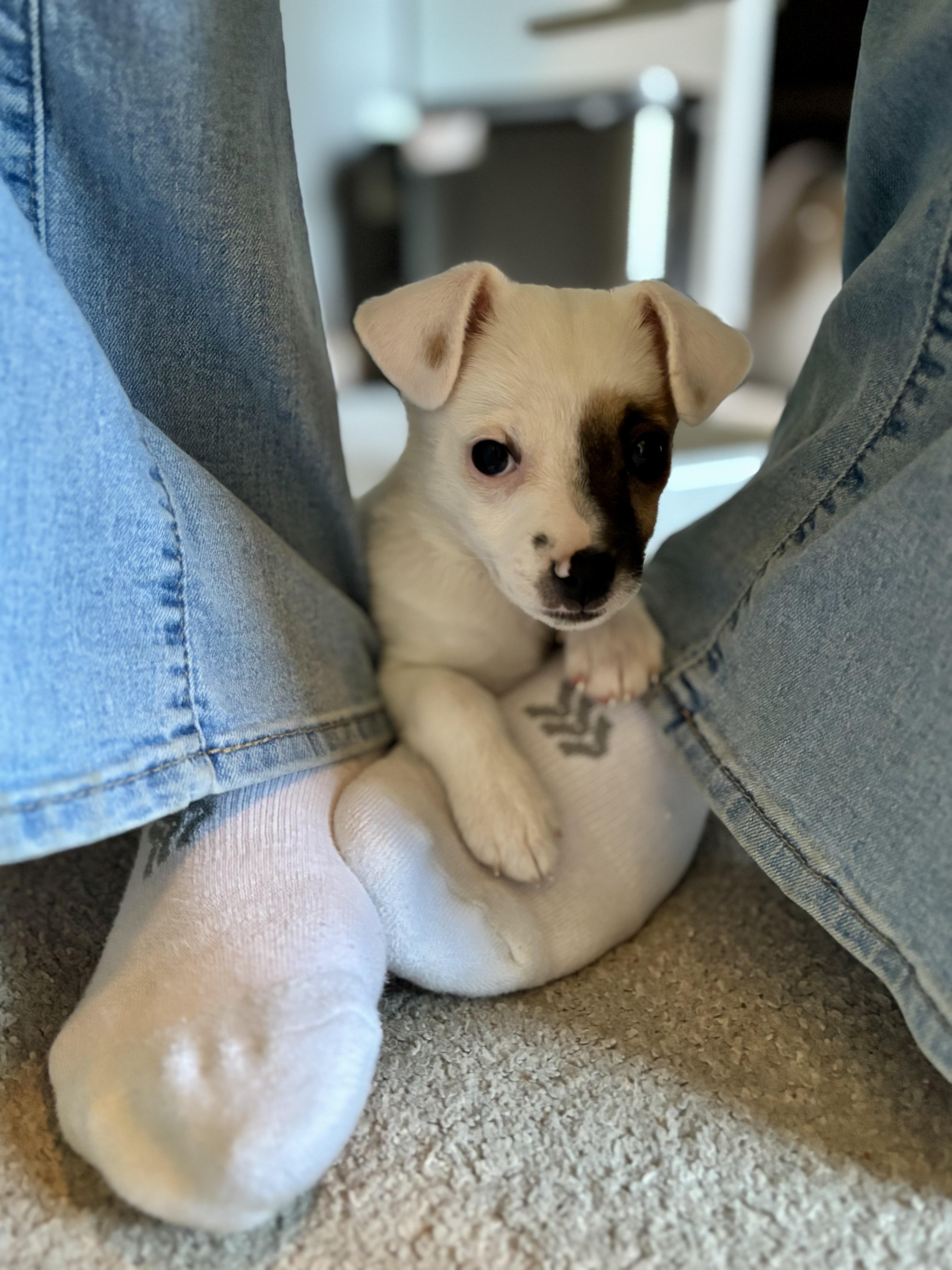 Enlarge Kirsi, an adoptable mixed breed in Minneapolis, MN image 5/6