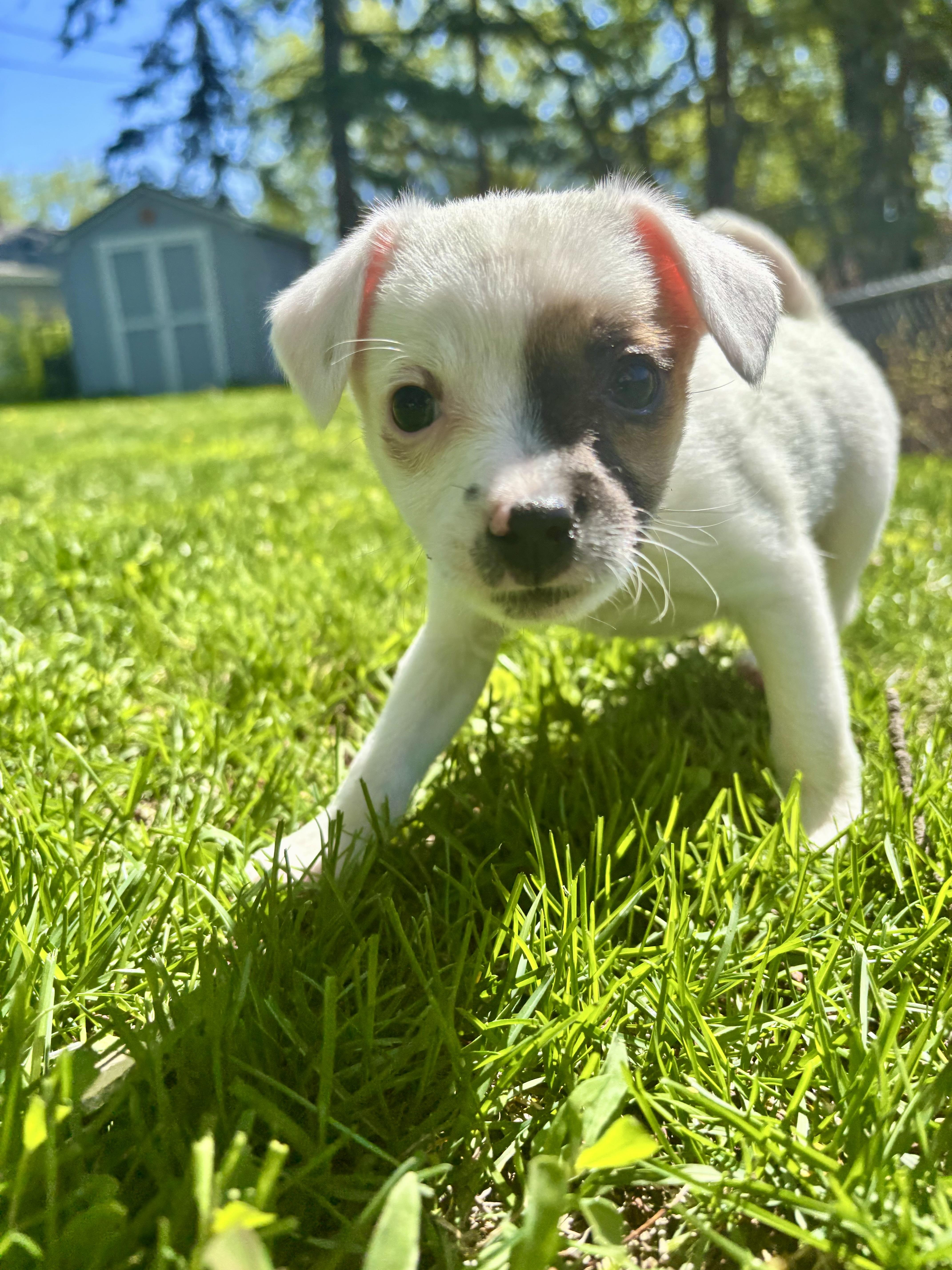 Enlarge Kirsi, an adoptable mixed breed in Minneapolis, MN image 2/6