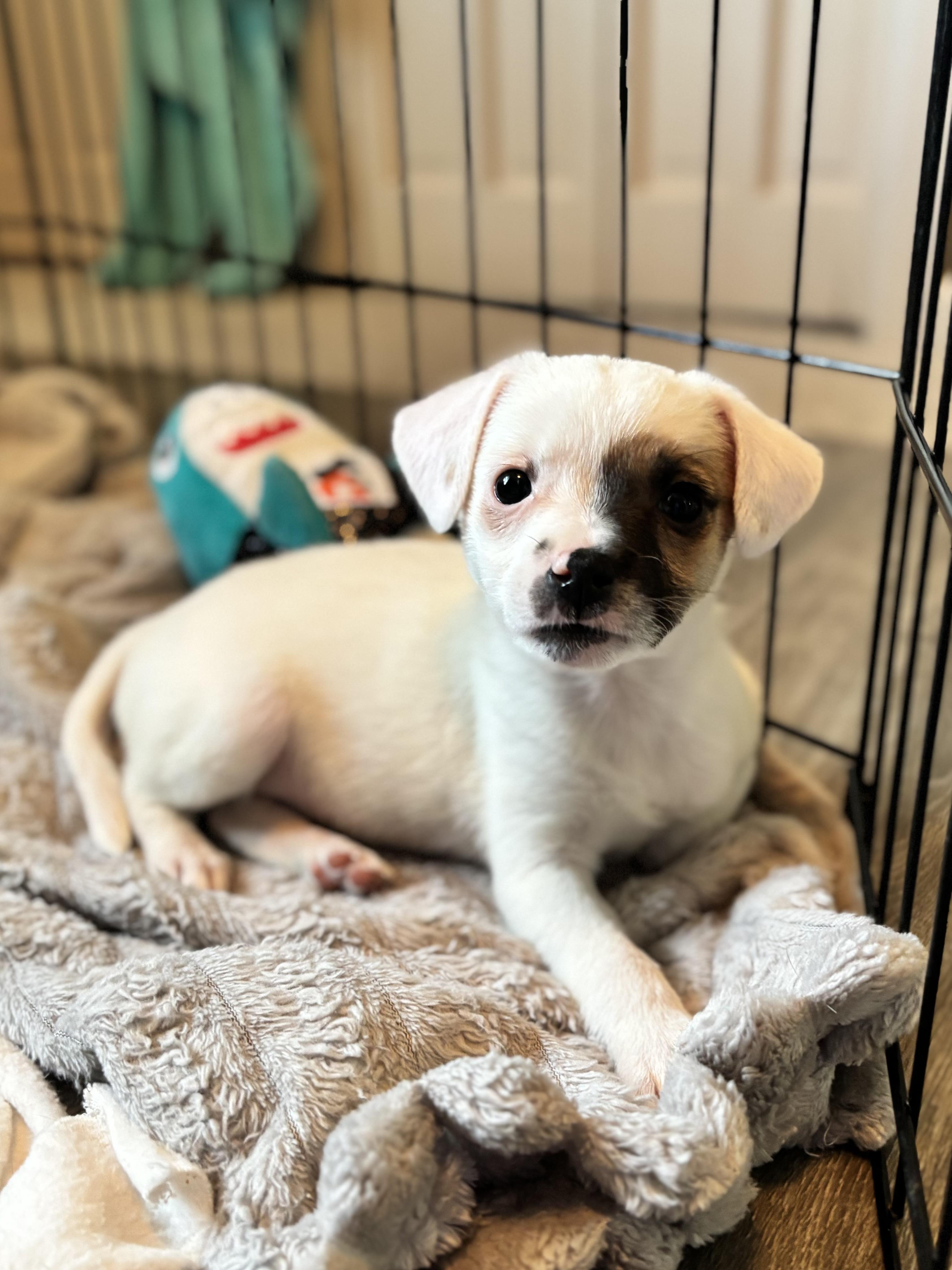 Enlarge Kirsi, an adoptable mixed breed in Minneapolis, MN image 1/6
