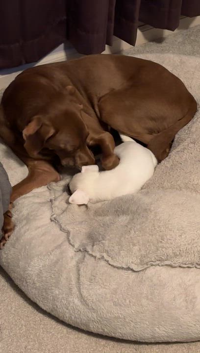 Enlarge Kirsi, an adoptable mixed breed in Minneapolis, MN video 6/6