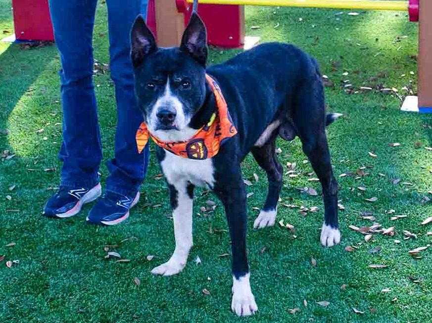 Enlarge Terry, a Adoptable mixed breed in Sanford, FL image 2/2