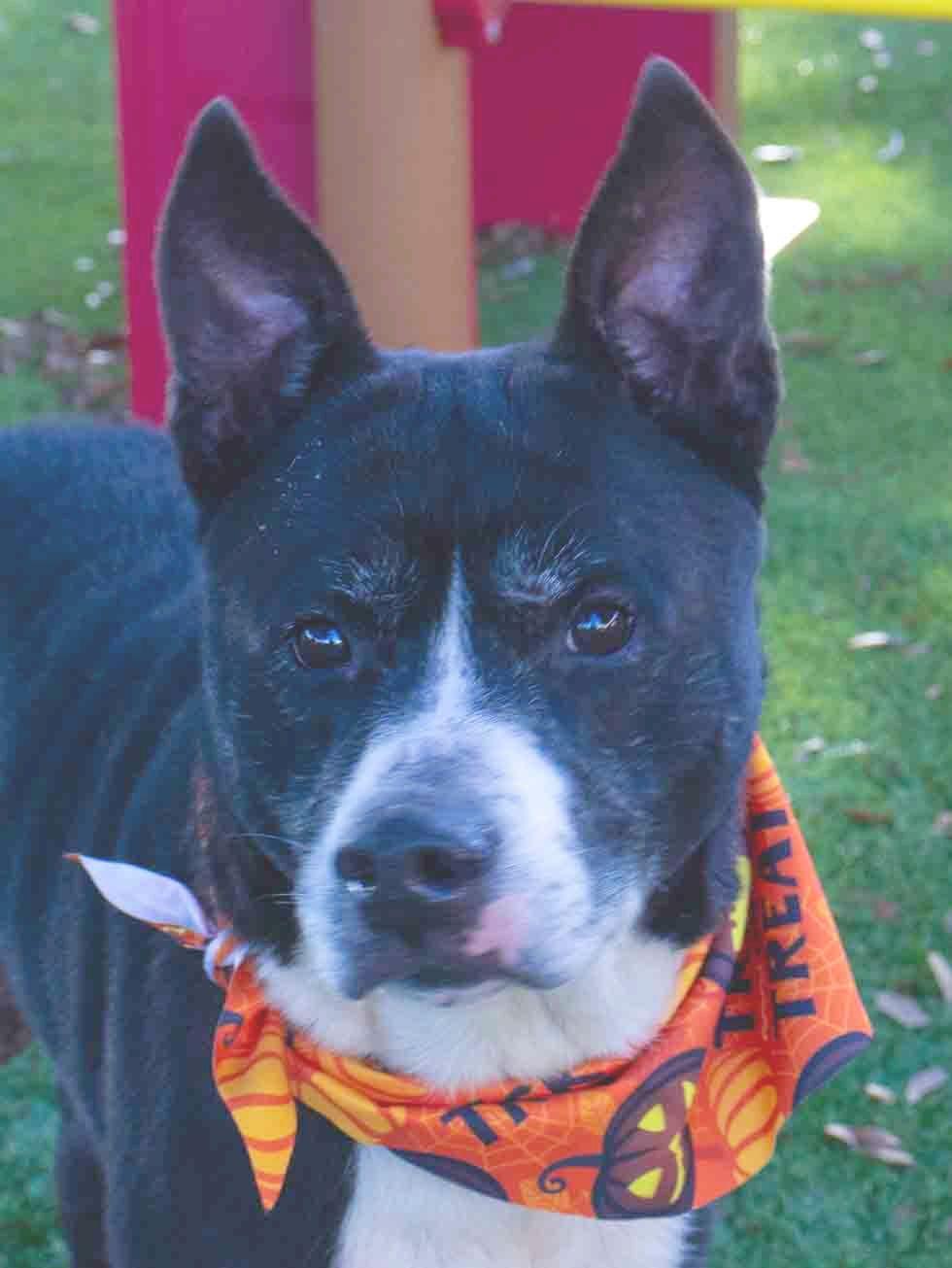 Enlarge Terry, a Adoptable mixed breed in Sanford, FL image 1/2