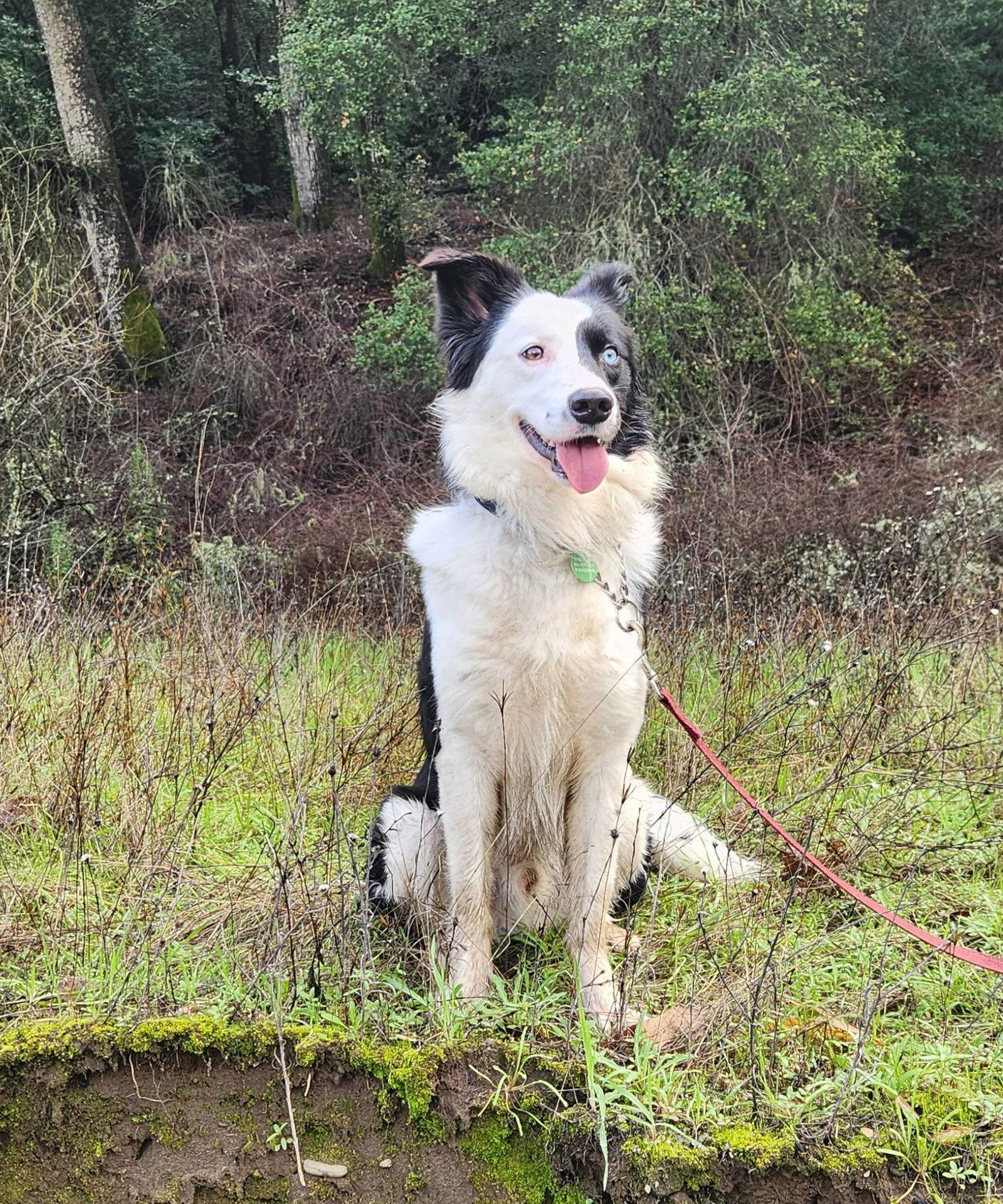 Thor, a Adoptable Border Collie in Paso Robles, CA image 1/3