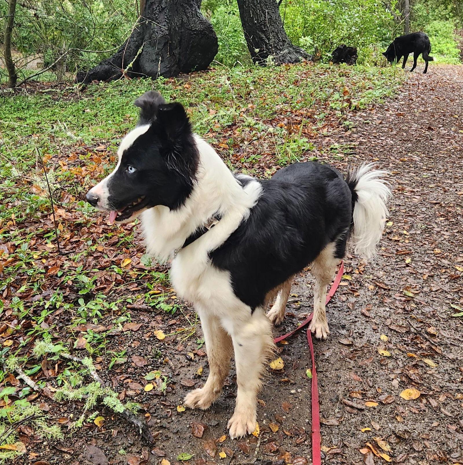 Thor, a Adoptable Border Collie in Paso Robles, CA image 2/3