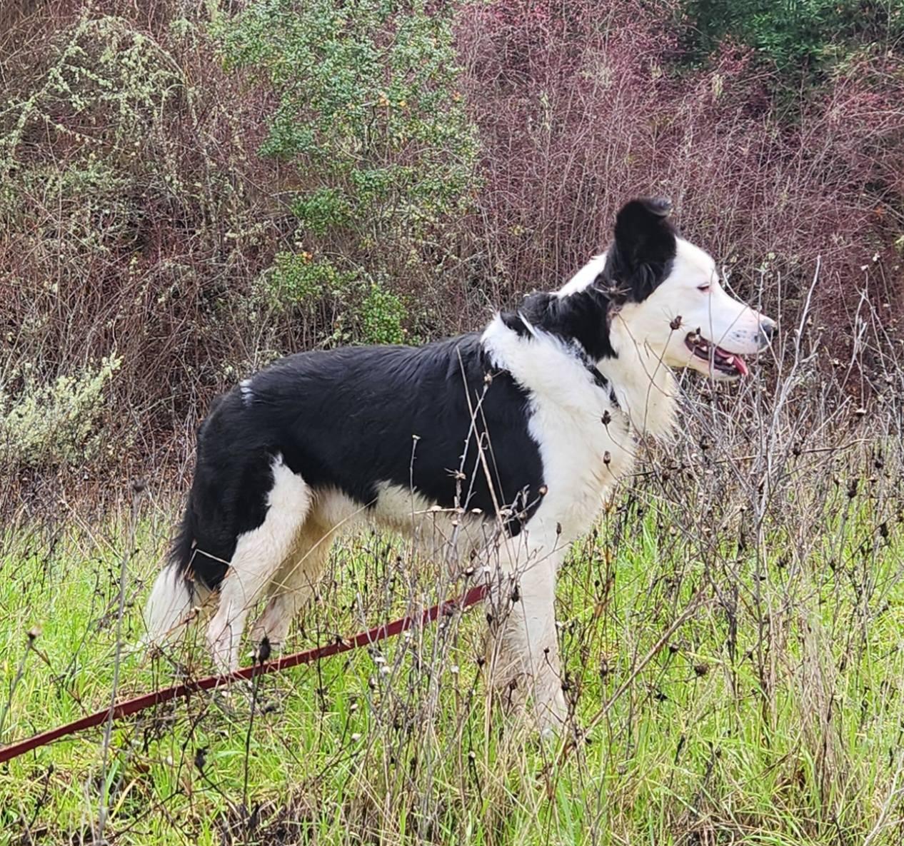 Thor, a Adoptable Border Collie in Paso Robles, CA image 3/3