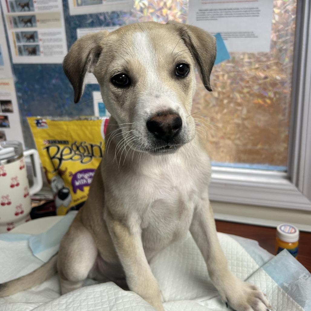 Smalls, Adoptable, Puppy Male Mixed Breed.