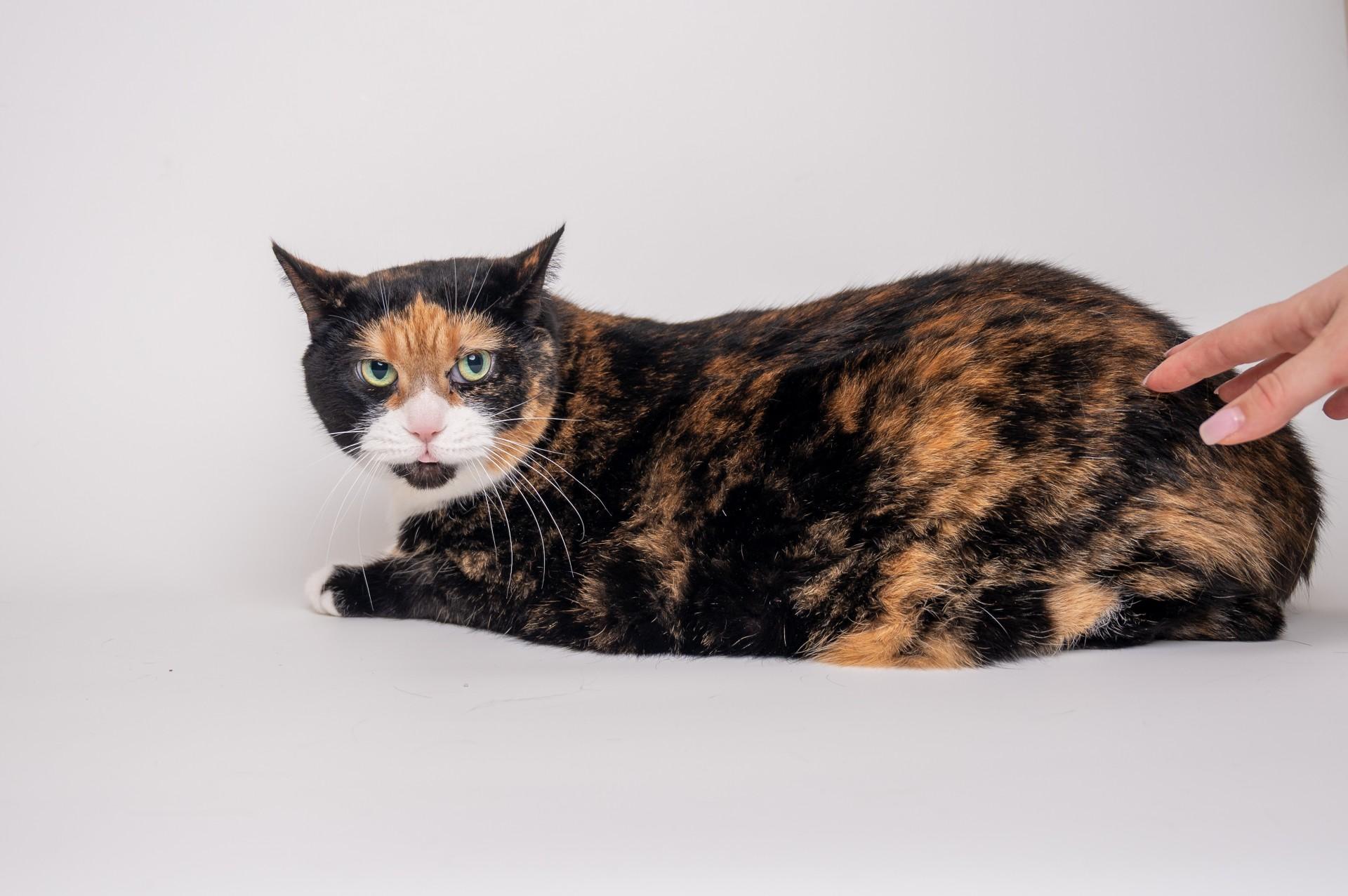 Luna, Adult Female unknown